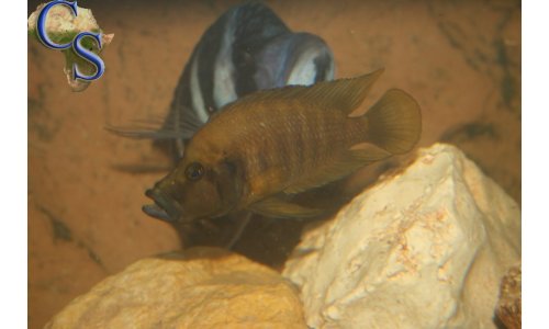Altolamprologus compressiceps gold